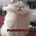 Gif of a cat purring with its fur flying and the word Purrrrrrrfect
